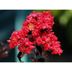 Lagerstroemia Indica 40cm Nr 11-020