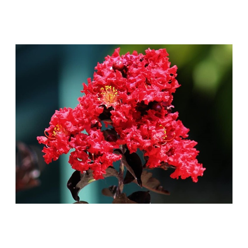 Bez Południa Lagerstroemia Indica Nr 11-020
