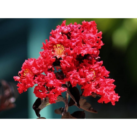 Lagerstroemia Indica 40cm Nr 11-020
