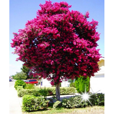 Bez Południa Lagerstroemia Indica Nr 11-020