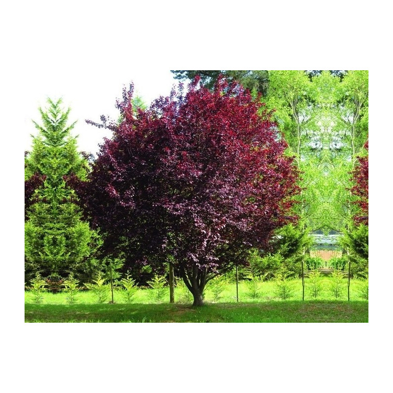 Śliwa Wiśniowa Nr.11-017