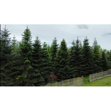 Jodła Kaukaska 9m