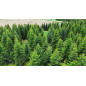 Jodła Kaukaska 10m