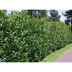 Laurowiśnia Zimozielona Caucasica 20/30cm - Nowoczesny Żywopłot 