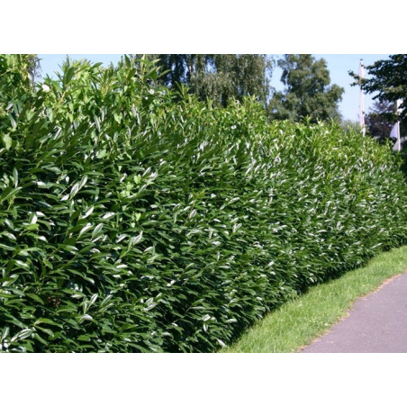Laurowiśnia Zimozielona Caucasica 20/30cm - Nowoczesny Żywopłot 