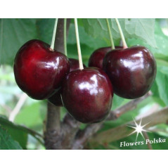 Czereśnia Sznajdera Późna 2-109