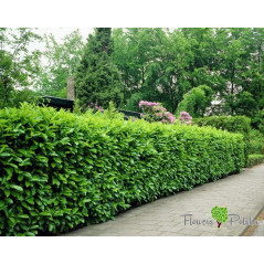 Laurowiśnia Rotundifolia 50–60 cm – Zimozielony Żywopłot