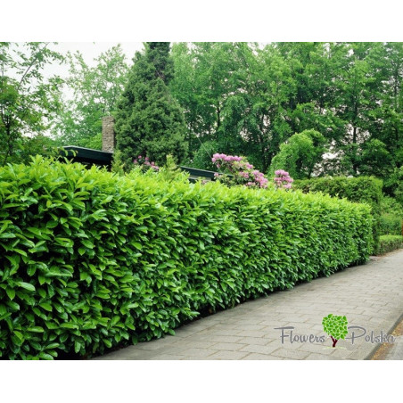 Laurowiśnia Rotundifolia 50–60 cm – Zimozielony Żywopłot
