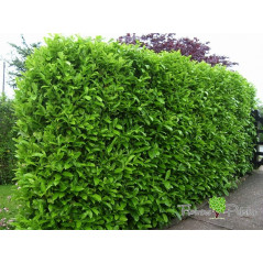 Laurowiśnia Rotundifolia Nowość Na Nowoczesny Żywopłot 