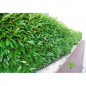 Laurowiśnia Zimozielona Caucasica 60/80cm - Żywopłot 11-023 Laurowiśnia Zimozielona Caucasica 60/80cm - Żywopłot 11-023