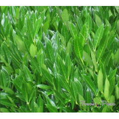 Laurowiśnia Zimozielona Rotundifolia - Nowoczesny Żywopłot 