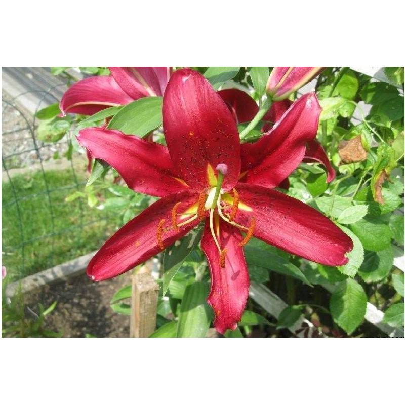 LILIA Drzewiasta Montezuma 16-002