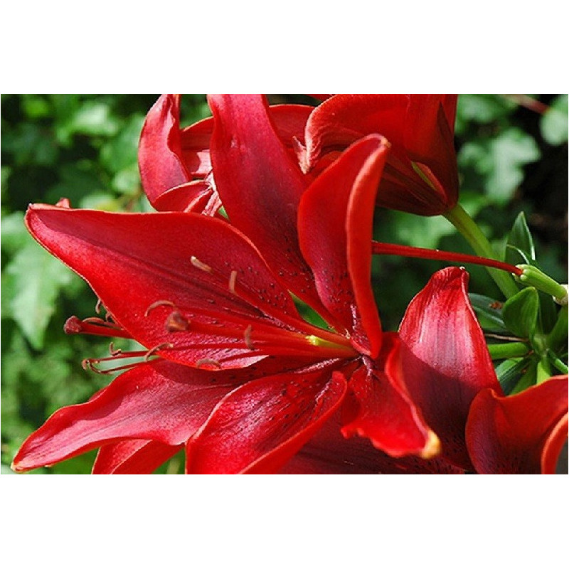 LILIA Drzewiasta Diabora 16-006