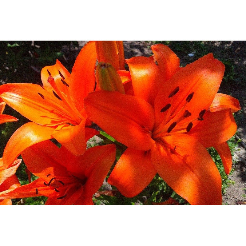 LILIA Drzewiasta Brunello 16-009