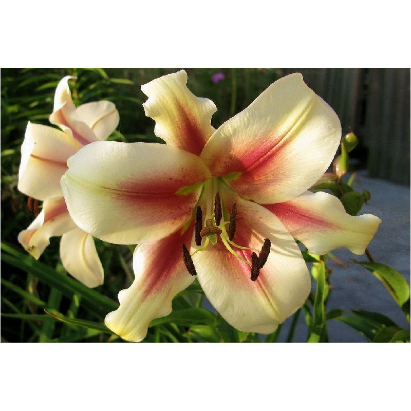 LILIA Drzewiasta Lavon 16-011