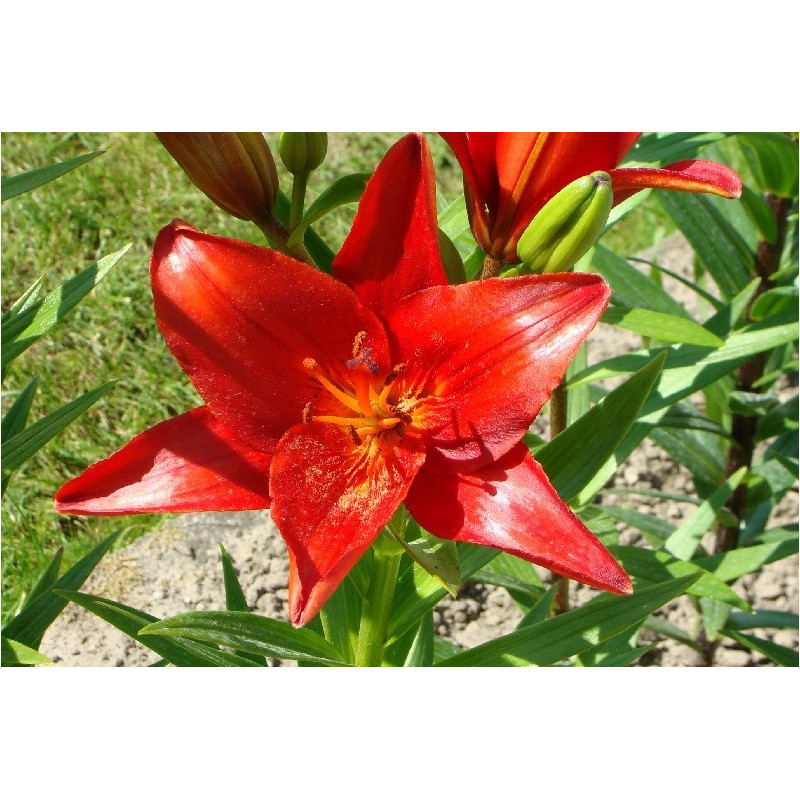 LILIA Azjatycka Diabora 16-019