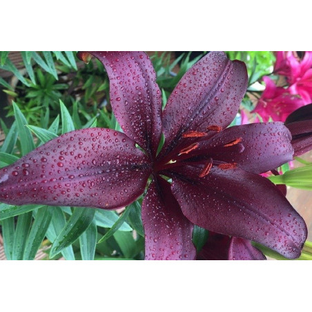 LILIA Azjatycka Black Charm 16-023