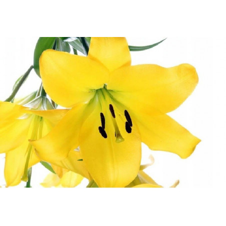 LILIA Azjatycka Black Charm 16-023