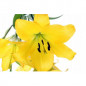 LILIA Azjatycka Yellow County 16-024